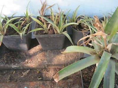 growing pineapples is easy, thirty plants from one mother