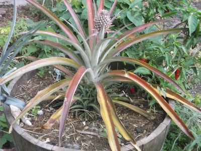 the growing pineapple in an old wine barrel, producing flowers and suckers