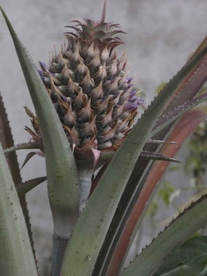 the beautiful pineapple flowers are visited by sunbirds