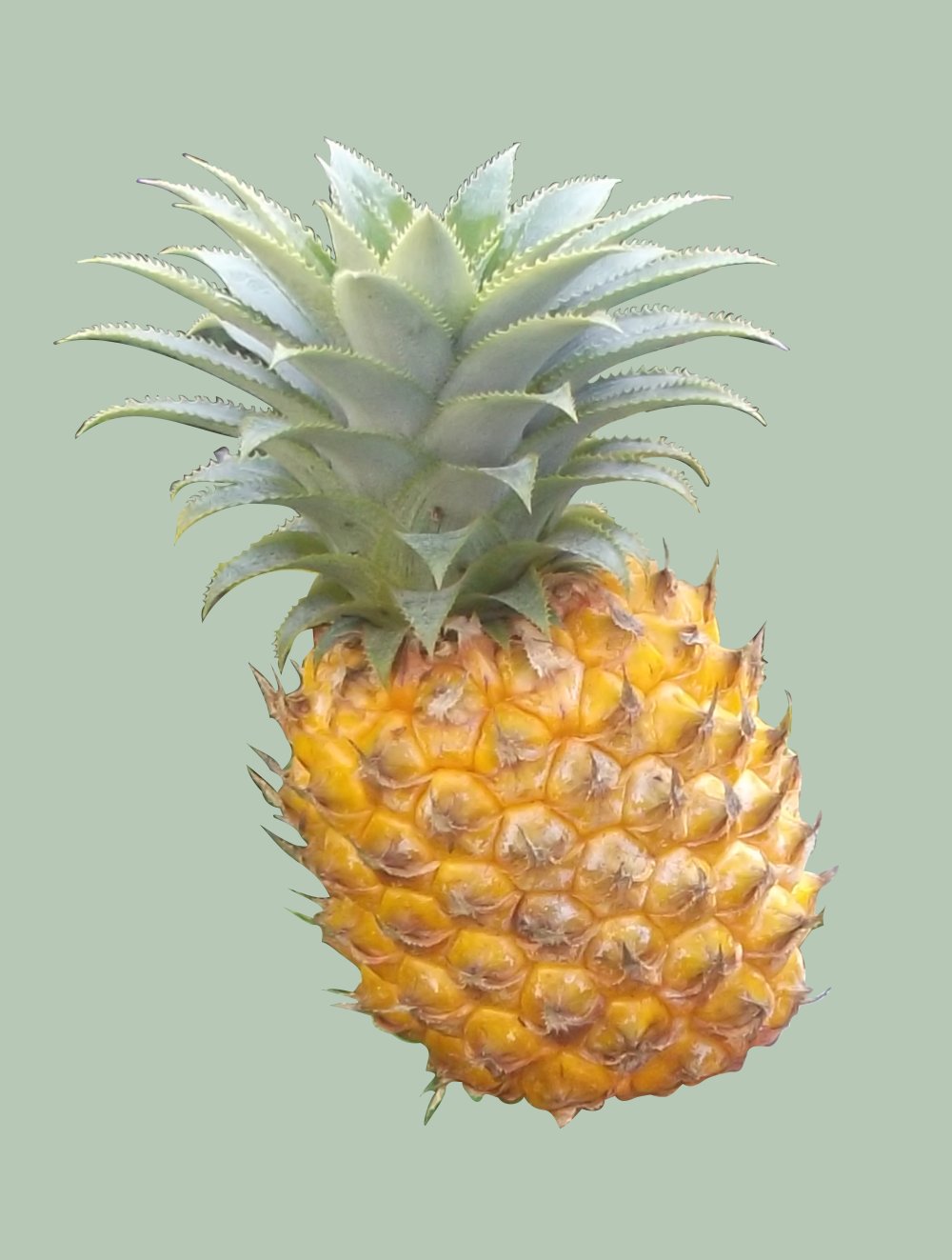 In addition to growing pineapples we make printable designs. This is our home grown pineapple prepared for printing on many items.