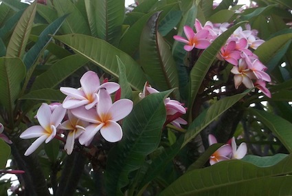 A pink plumeria, or franjipani variety