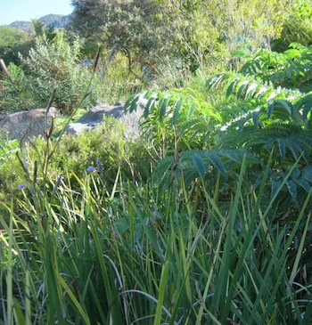 Learn to love the look of indigenous planting for water-wise gardening