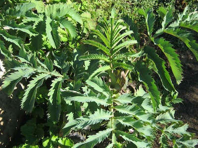 drought tolerant plants may have folding leaves or finely divided ones
