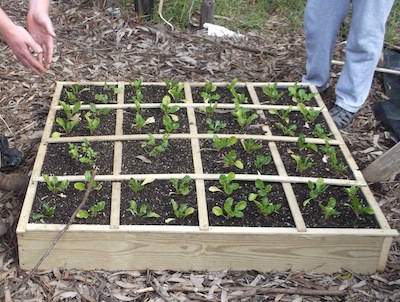 a container vegetable garden allows farming in the city