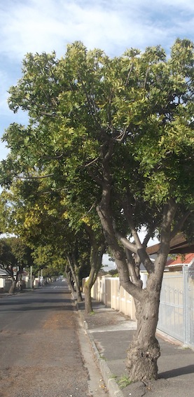 Harpephyllum caffrum is often used as a street tree, it is very hardy.