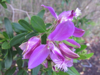 on the forest edge I found this lovely false pea tree, a nitrifier. Many other allelopathic relationships in our forests are not understood, we are at the beginning of a steep learning curve.