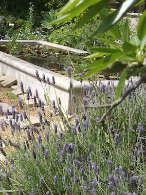 Aponogeton distachyos, an edible native water plant grows in this lovely garden pond