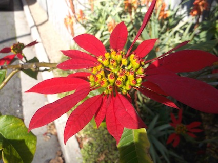 these lovely red flowers are also exotics: pointsettia
euphorbia pulcherrima