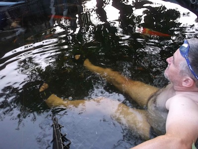 Enjoying the garden pond cum swimming pool cum fish pond in high summer