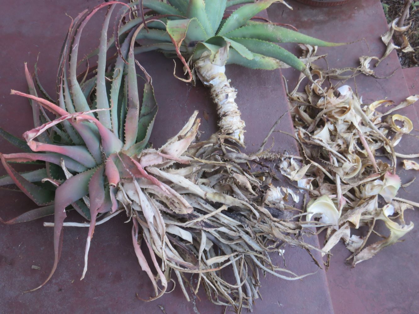 Planting a candelabra aloe truncheon requires removing the hard old beard leaves. Its nearly impossible from the top down but works better from the bottom up, one at a time.