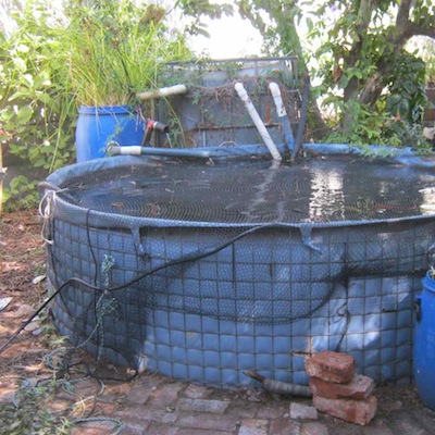 a simple koi pond in our garden