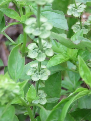 basil looks lovely in the garden and enhances your kitchen