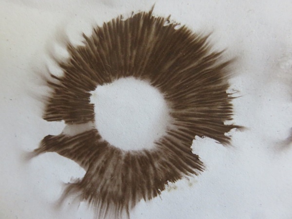 place mushroom gills down on paper to get spore print