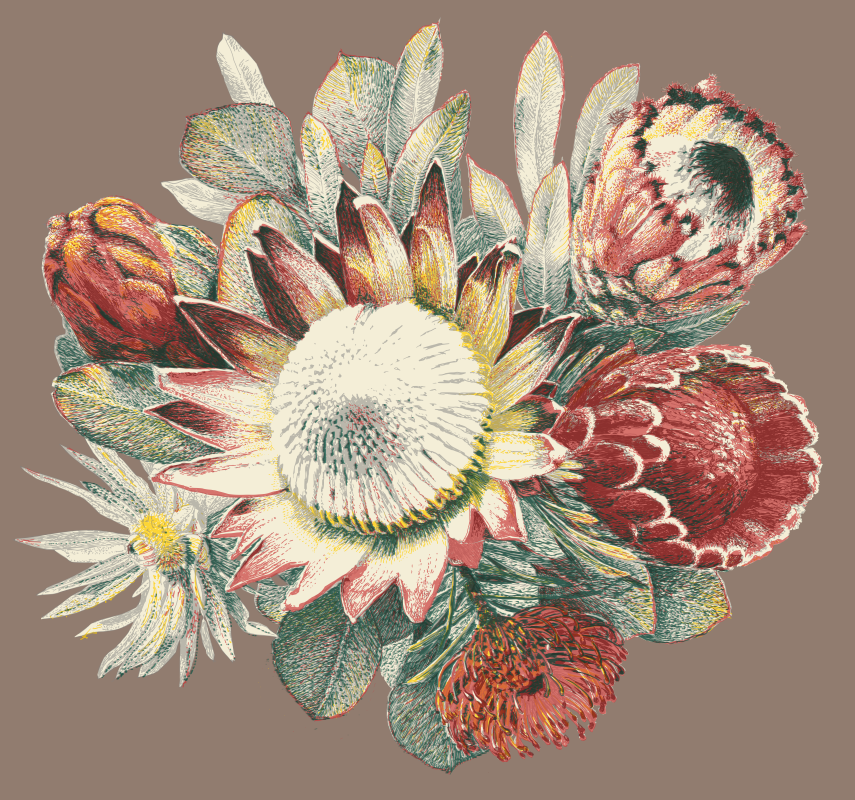 Protea drawing for upholstery and other prints