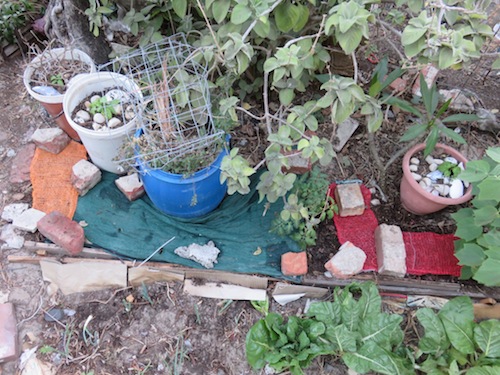 protection from thrushes, orange green and red nets