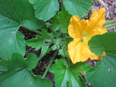 another staple of Mayan agriculture, cucurbits