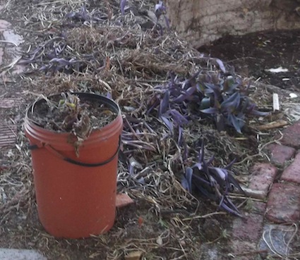 The purple area after planting, the plants hidden by loose dry grass