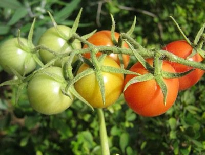 Solanum lycopersicum, tomato