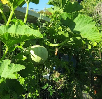 a gorgeous pumpkin on the vine, on the hen house