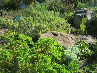 typical vegetation pattern in  Mediterranean gardening