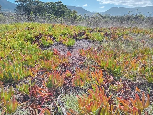 carpobrotus reddened