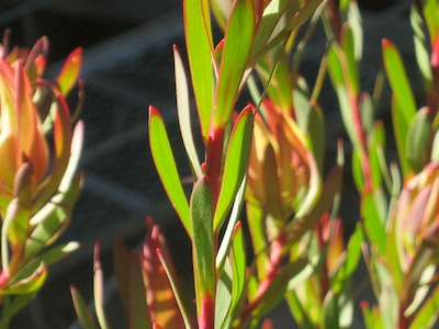 hard leafed plant