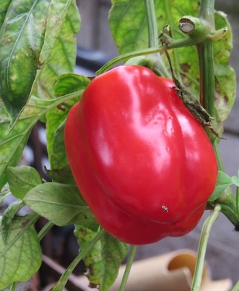 The remaining bell pepper after the first got cooked