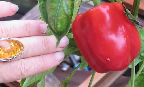 Growing bell peppers this big is easy when you know how