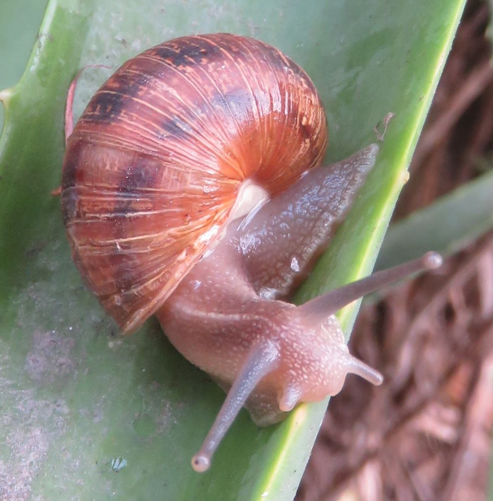 The snail shell is fused to the mantle which secretes new shell as it grows.