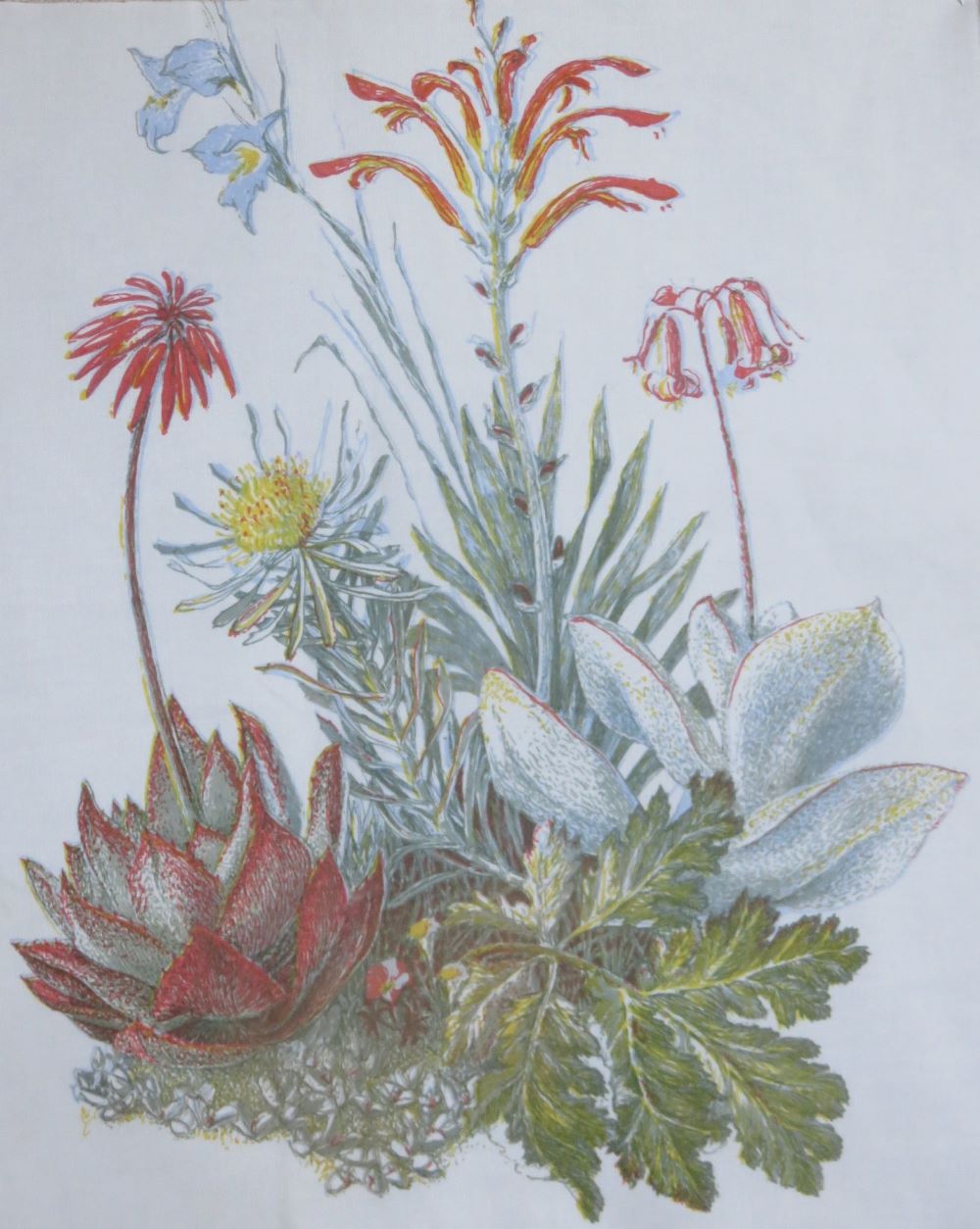 A selection of vegetation that grows on granite in the Renosterveld. A five color print.