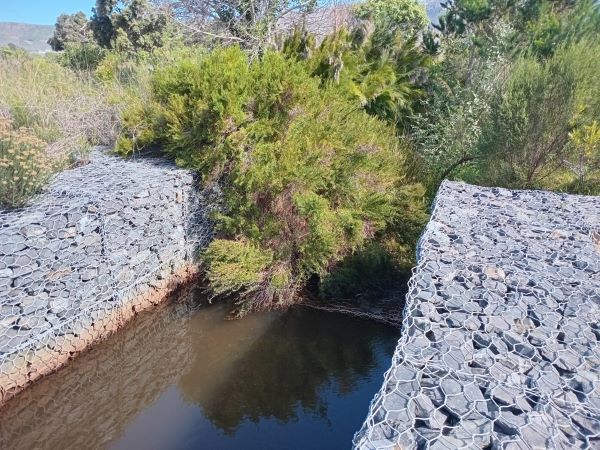 tall Psoralea river banks