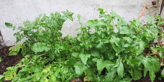 Growing rocket fills spaces in beds and on awkward edges