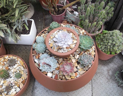 VARIATIONS ON A THEME 
A harmonious SUCCULENT GARDEN IN CONTAINERS