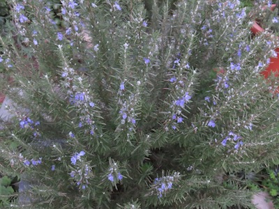 rosemary, another herbal classic