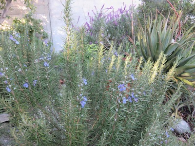 in our backyard garden rosemary grows next to succulents