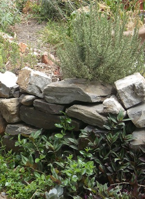 rosemary loves being on top of a dry stone terrace !