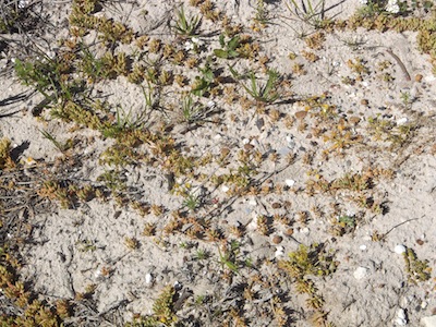 plants with long runners on bare sand