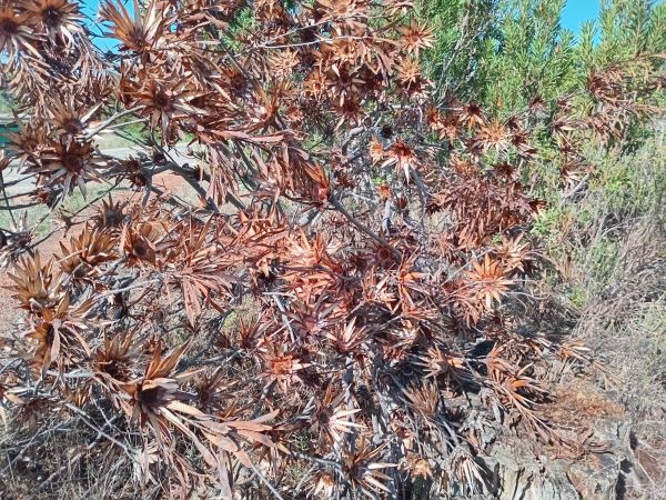 A protea bush with exploded seed heads, probably ejected when during the fire that browned it.  