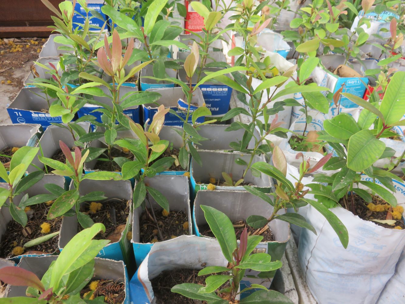 The seedlings moved from shade house to open sky, semi shade.