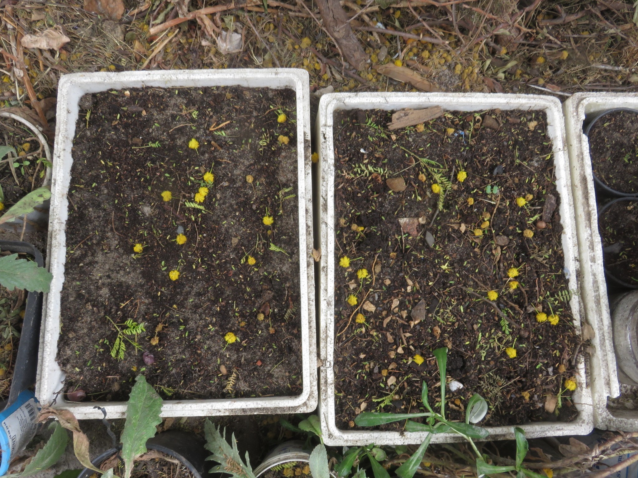 Recycled fish packaging. 40 x 30 x 12 cm polystyrene boxes are good for vegetable and some tree seed, and cuttings. The yellow balls are Acacia karoo flowers.