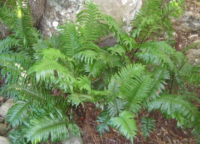 double protection, these ferns grown next to boulders and in the forest shade