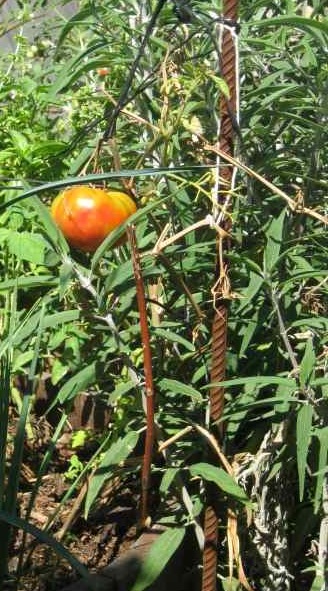 sickly looking tomato fruit on a dead vine... burn it