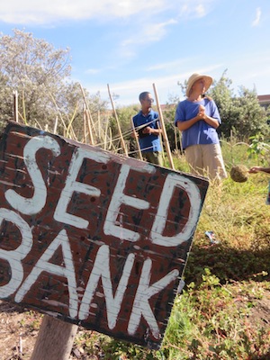 The spot set aside for growing vegetable seeds