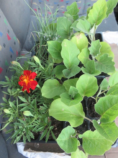 the companions do not know what they are in for: eggplant, marigold, garlic chives waiting in the car