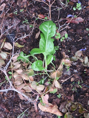 thorny protection for young chard