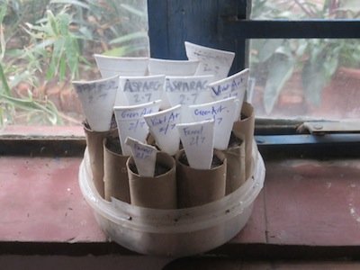 a mini windowsill tube system for seed propagation