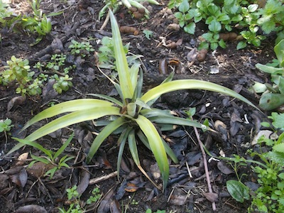 a growing pineapple with smooth leaf margins
