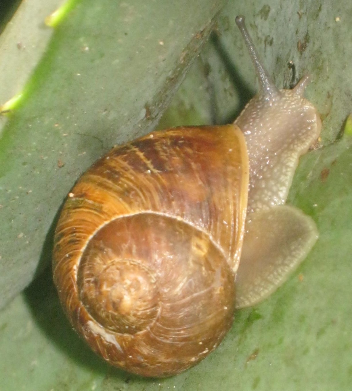 The garden snail that destroys some garden plants: Helix aspersa