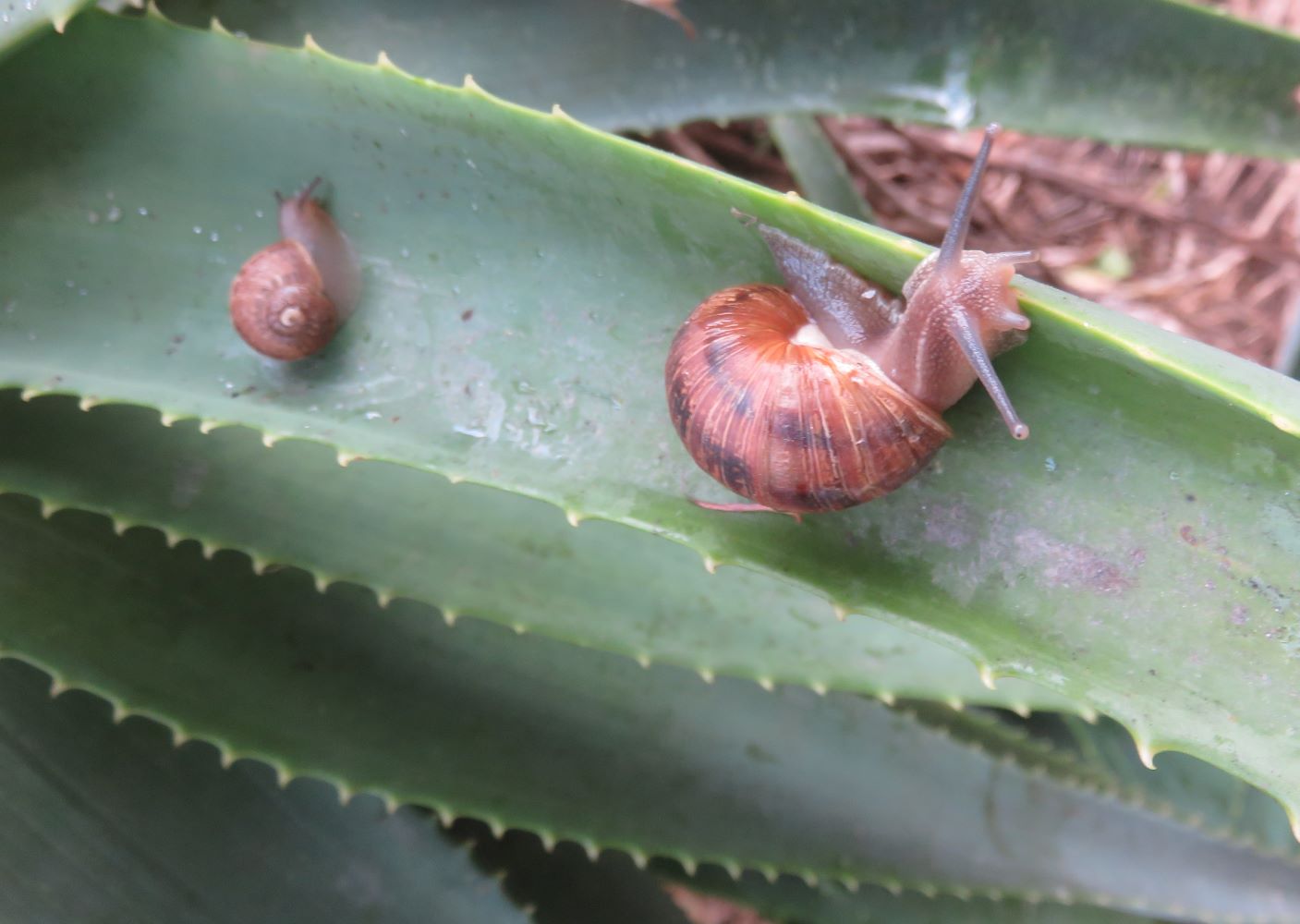 Snails move by preference on smooth surfaces, like waxy leaves and plastic.