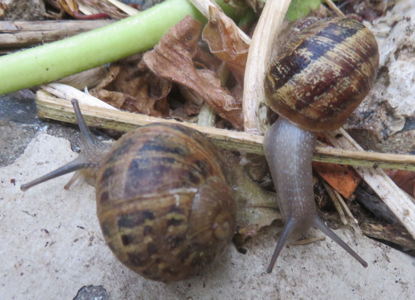 Given snail mating behavior, it may seem that an encounter between any two snails may lead to love.